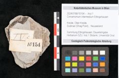 Foto (Detailansicht) von Cinnamomum intermedium Ettingshausen (NHMW-GEO-2024-0188-10154)